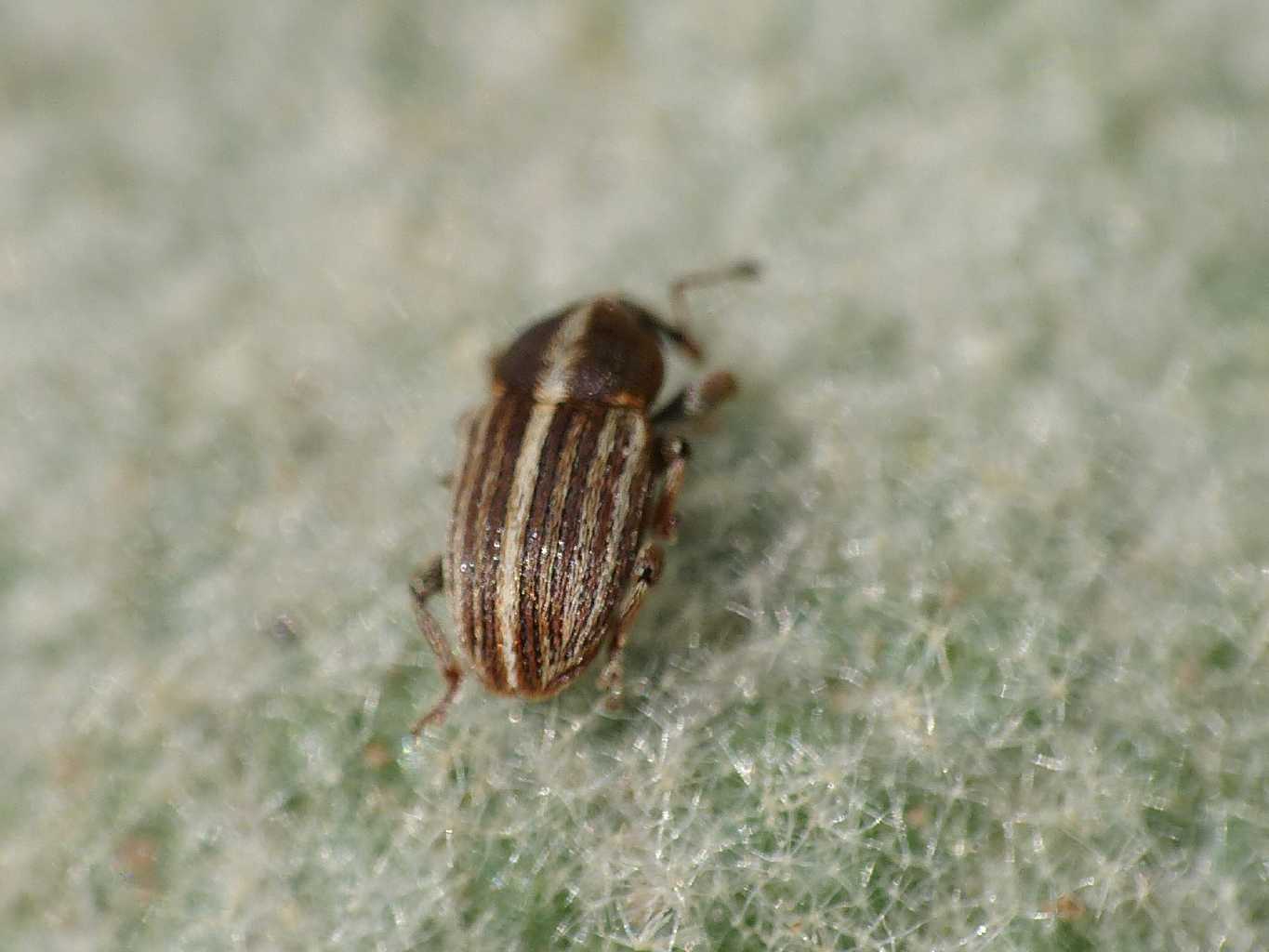 Curculionidae minuscolo su verbasco: Tychius schneideri?